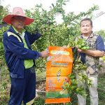 5.มะนาวพันธุ์โคตรดกที่ใช้ผลิตภัณฑ์-ตราเทพธรณี