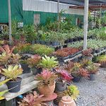 5.ไม้เด่นภายในร้านลุงอ๊อดพันธุ์ไม้