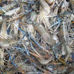 7.กุ้งก้ามกรามขนาดที่จับขาย