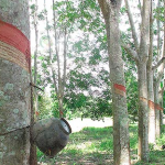 การกรีดยางพารา ได้ผลผลิตเปอร์เซนต์น้ำยางสูงถึง 38-40% สู่อุตสาหกรรมการแปรรูปเพิ่มมูลค่า