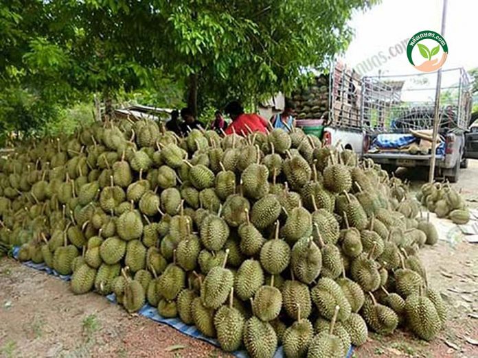 ผลผลิตที่เก็บเกี่ยวจากสวน ผลผลิตที่เก็บเกี่ยวจากสวน