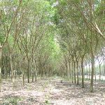 สวนยางที่ใช้ปุ๋ยอินทรีย์คุณภาพดี-ให้ผลผลิตน้ำยางสูง-ต้นแข็งแรงสมบูรณ์