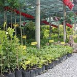 1.จำหน่ายสมุนไพร-พืชผัก-และไม้ผล