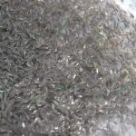 1.ลูกพันธุ์ปลานิลจิตรลดา-4