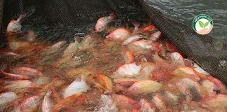 จากพนักงานบริษัท สู่เจ้าของ กระชังปลาทับทิม เขื่อนกระเสียวกว่า 400 กระชัง