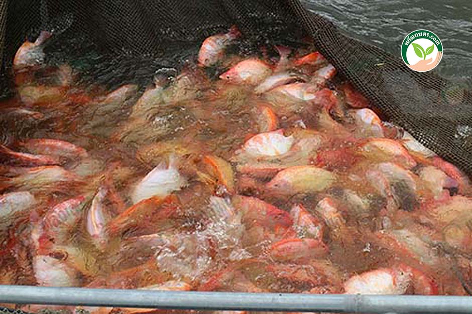 11.จากพนักงานบริษัท สู่เจ้าของ กระชังปลาทับทิม เขื่อนกระเสียวกว่า 400 กระชัง