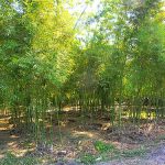 11.สวนไผ่บริเวณทางเข้าฟาร์ม