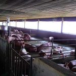 13.นำกากที่ได้มาทำเป็นปุ๋ย