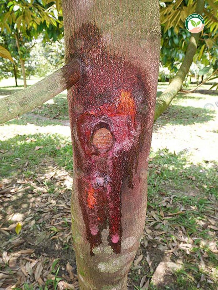 2.การฉีดพ่นพีค-รูทเตอร์ 2.การฉีดพ่นพีค-รูทเตอร์