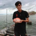 2.คุณเจมส์มั่นใจปลาจากกระชังได้คุณภาพ