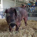 สายพันธุ์หมู กินน้อย โตไว ให้เนื้อแดงเยอะ แข็งแรง ทนต่อโรค และสภาพอากาศ