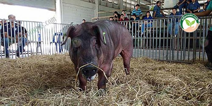 สายพันธุ์หมู กินน้อย โตไว ให้เนื้อแดงเยอะ แข็งแรง ทนต่อโรค และสภาพอากาศ สายพันธุ์หมู กินน้อย โตไว ให้เนื้อแดงเยอะ แข็งแรง ทนต่อโรค และสภาพอากาศ