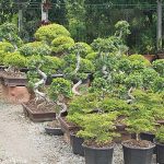 3.ไม้มงคล-ไม้แปลกหายากหลากหลายชนิด