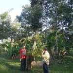 4.ต้นทุเรียนอายุหลายสิบปีที่ยังให้ผลผลิตได้
