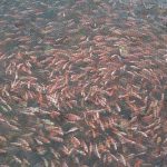 4.ลูกพันธุ์ปลาทับทิมที่นำมาพักในกระชังใหญ่