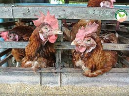 วิธีการเลี้ยงไก่ไข่ พันธุ์ “ฮาร์โก้” ทนโรค ไข่ใหญ่ ไข่ดก 280-300 ฟอง/ตัว/ปี