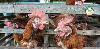 วิธีการเลี้ยงไก่ไข่ พันธุ์ “ฮาร์โก้” ทนโรค ไข่ใหญ่ ไข่ดก 280-300 ฟอง/ตัว/ปี