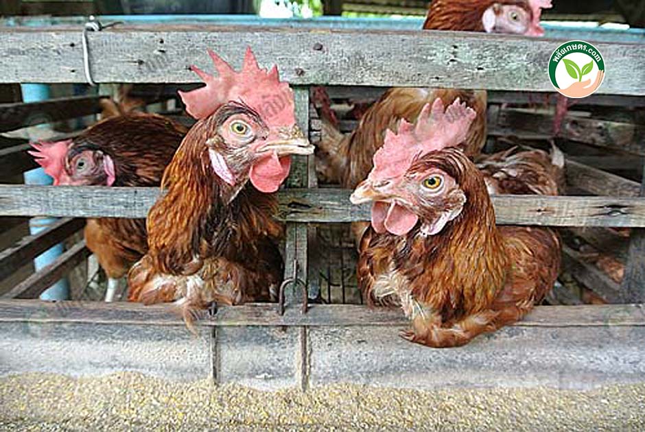 4.วิธีการเลี้ยงไก่ไข่ พันธุ์ “ฮาร์โก้” ทนโรค ไข่ใหญ่ ไข่ดก 280-300 ฟอง/ตัว/ปี