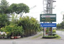 ตลาดต้นไม้โคกกรวด ศูนย์รวมไม้ดอกไม้ประดับแหล่งใหญ่ที่สุดของภาคอีสาน