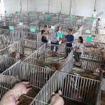 4.หมูเตรียมประมูล