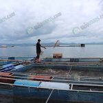 5.การให้อาหารปลา