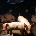 5.ความสมบูรณ์ของลูกหมู