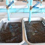 5.ระยะคัดไข่