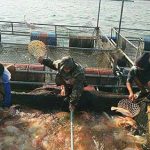 6.คนงานช่วยกันคัดขนาดปลาเพื่อส่งให้ลูกค้า