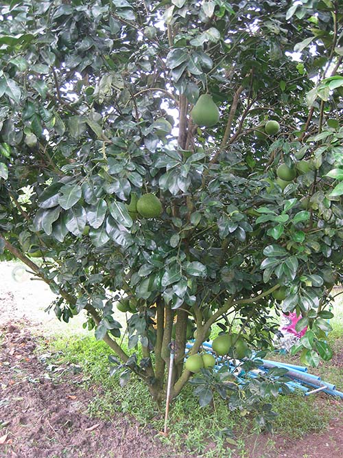 6.ต้นส้มโอทับทิมสยาม-อายุ-4-ปี