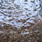 6.ลูกปลานิลเริ่มฟักออกจากไข่