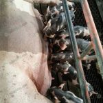 6.ลูกหมูพันธุ์เพียเทรน