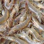 เลี้ยงกุ้งขาวแวนนาไม รวมกับ กุ้งก้ามกราม รายได้มั่นคง ลดความเสี่ยง