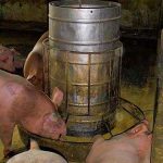 6.ให้อาหารหมู