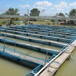 7.กระชังอนุบาลปลานิล