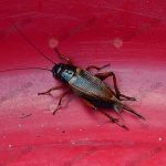 7.จิ้งหรีด