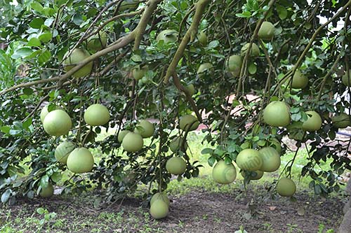 7.ฉีดพ่นสารป้องกันกำจัดศัตรูพืชในสวนส้มโอ