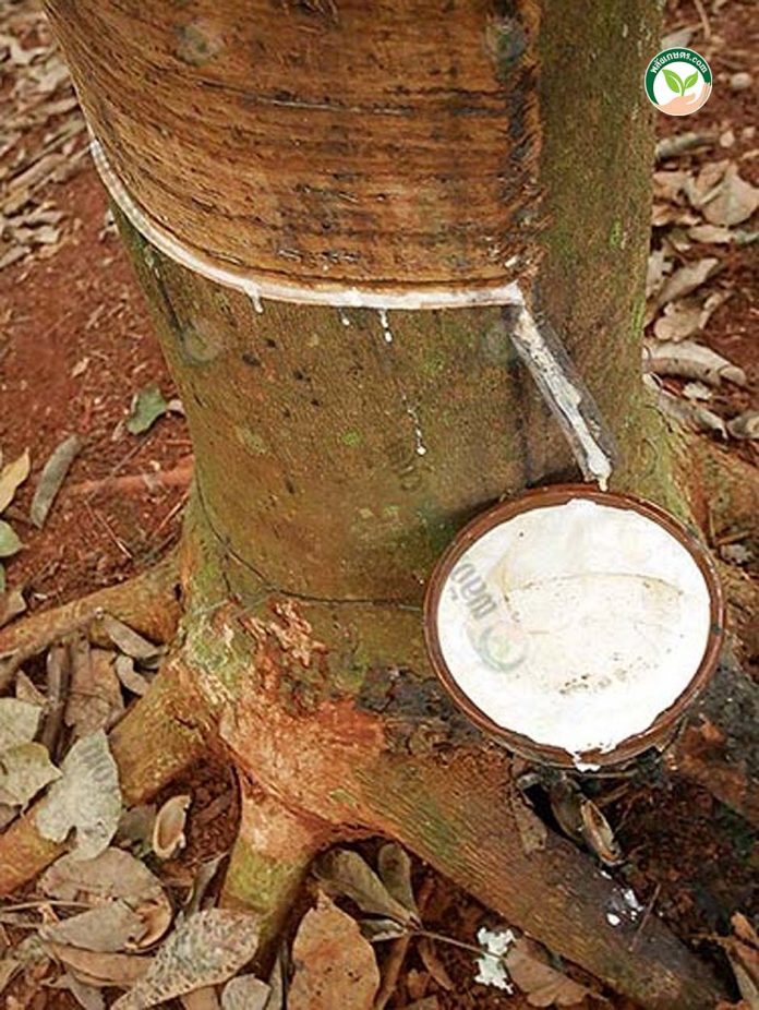 ผลผลิต น้ำยางข้น จากสวนของเกษตรกร ผลผลิต น้ำยางข้น จากสวนของเกษตรกร