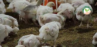 ฟาร์มไก่เนื้อ จ่าอ๊อด เลี้ยงระบบประกันราคา 36 บาท/กก.