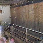 7.แพดบริเวณด้านหลังโรงเรือนเลี้ยงหมูขุน