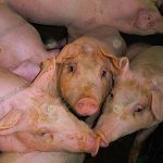 8.การจับหมู