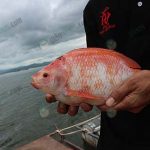 8.ปลาทับทิมขนาดที่ตรงความต้องการของตลาด