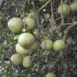 8.ผลผลิตส้มโอพร้อมเก็บเกี่ยว