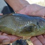 8.หัวเล็ก-ลำตัวแบนและหนา