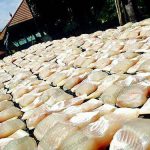 9.การแปรรูปปลาทับทิมแดดเดียว