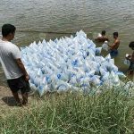 9.นำลูกปลานิลเเปลงเพศลงบ่อเกษตรกร