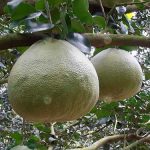 9.ผลผลิตส้มโอคุณภาพ