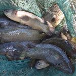 9.พ่อแม่พันธุ์ปลาหมอชุมพร-1