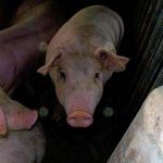 9.ลูกหมู