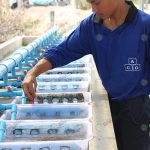 ทำความสะอาดถาดเพาะ