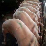 แม่พันธุ์หมูขาว-สวย